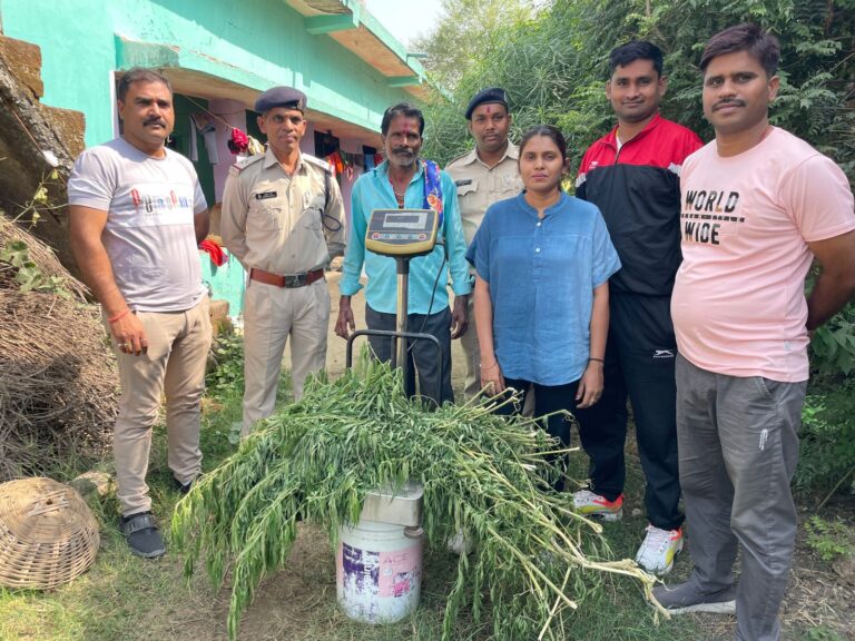 अवैध गतिविधियों में संलिप्त लोगों पर मुंगेली पुलिस द्वारा लगातार कार्यवाही:- गाँजा की खेती कर बिक्री करने वाला आरोपी गिरफ्तार