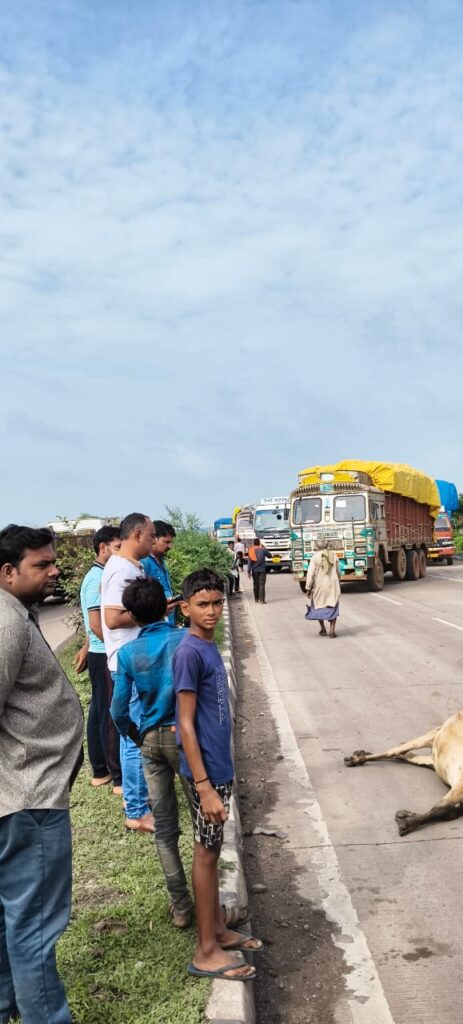तेज रफ्तार वाहन से 22 गौवंशों की दुर्घटना पर प्रशासन सतर्क — तत्काल राहत व कार्यवाही शुरू, जाम को कराया समाप्त
